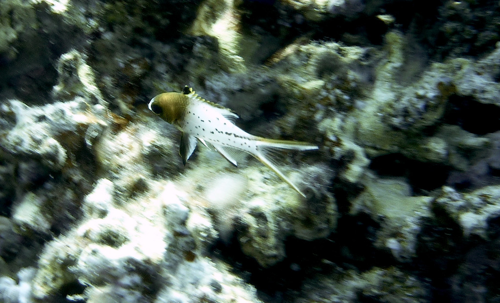 Herzog-Schweinslippfisch Juveline