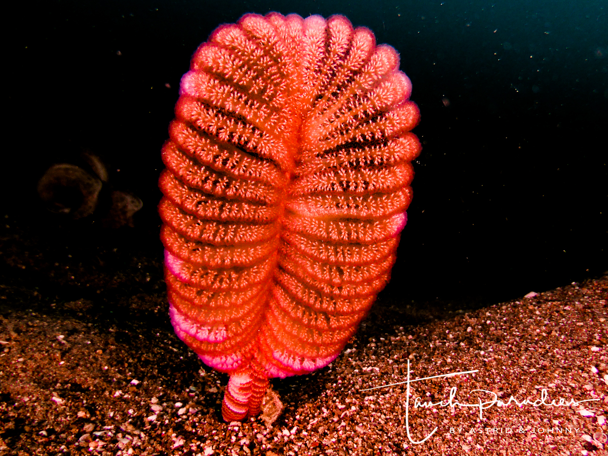 Seefedern Tauchparadies Bali Indonesien Hurghada Ägypten Malediven