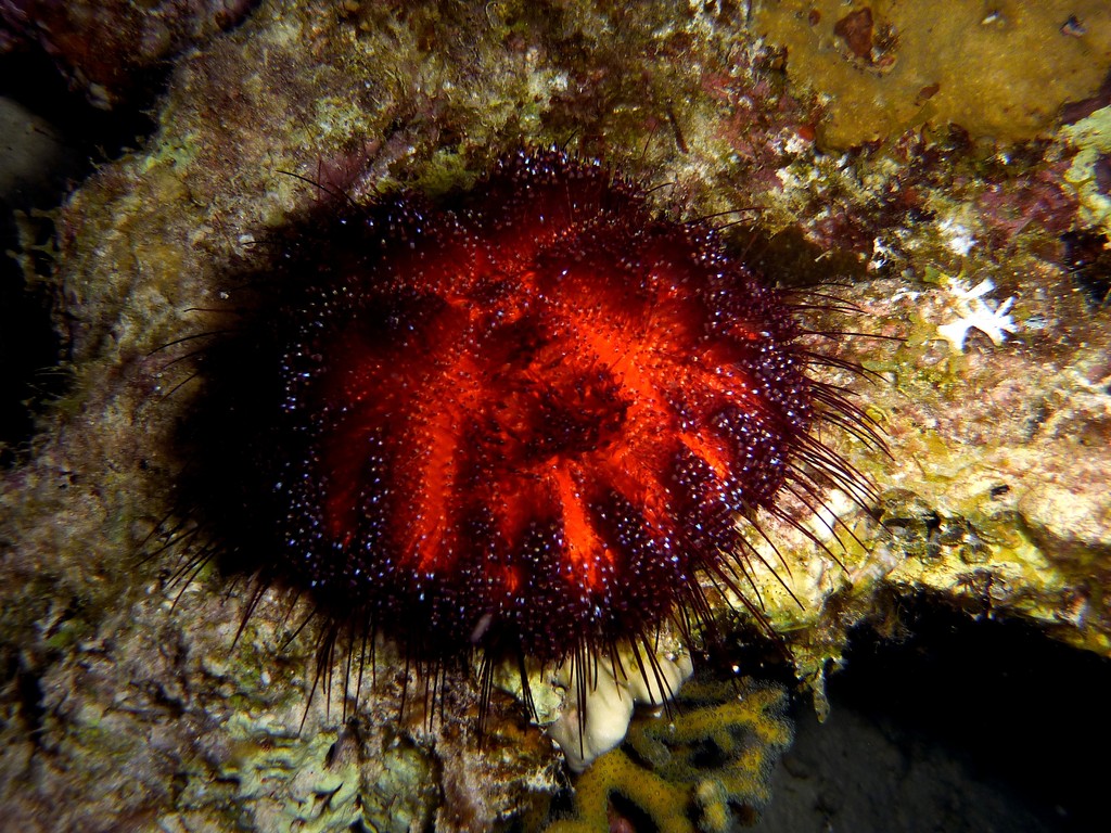 Leder-Seeigel
