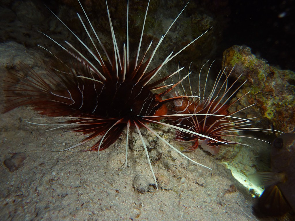 Stahlenfeuerfisch