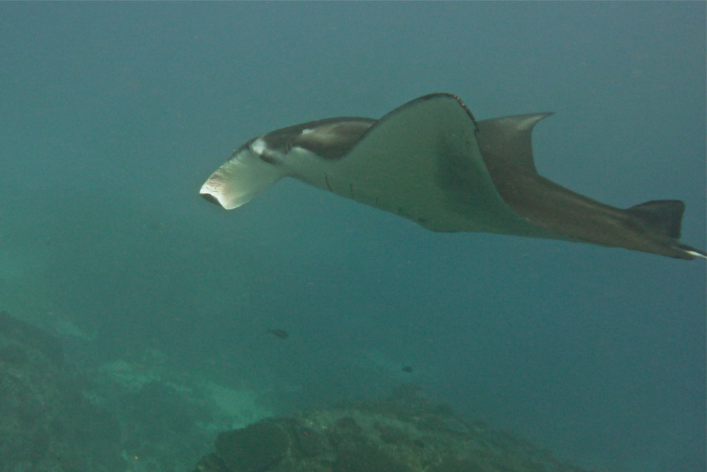 Manta