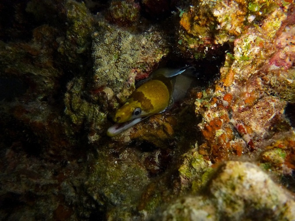 Rüppels Muräne ( Yellowheaded moray )