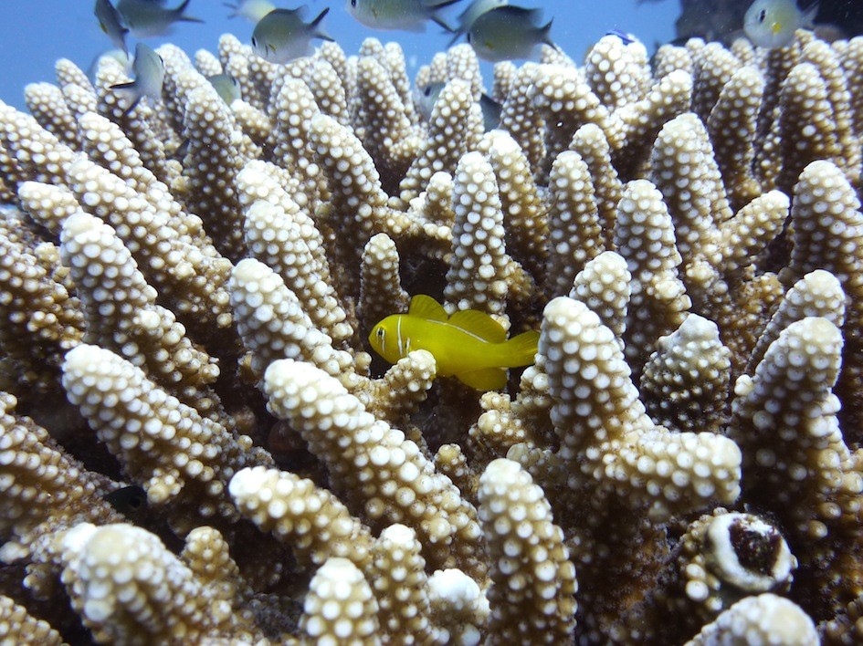 Zitronengrundel ( Lemon coral goby )