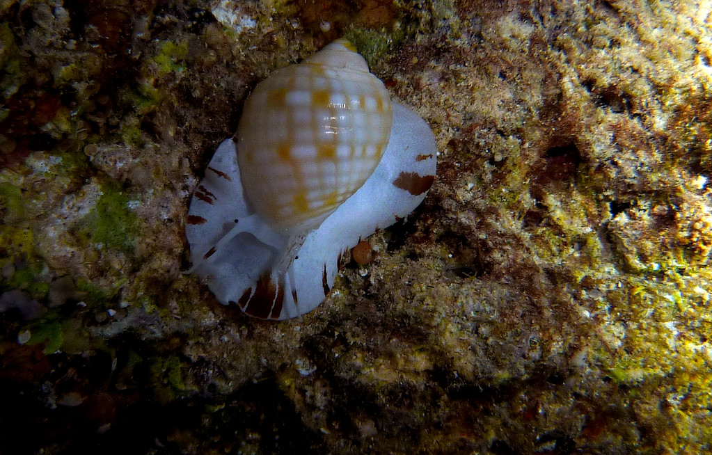 Porzelanschnecke