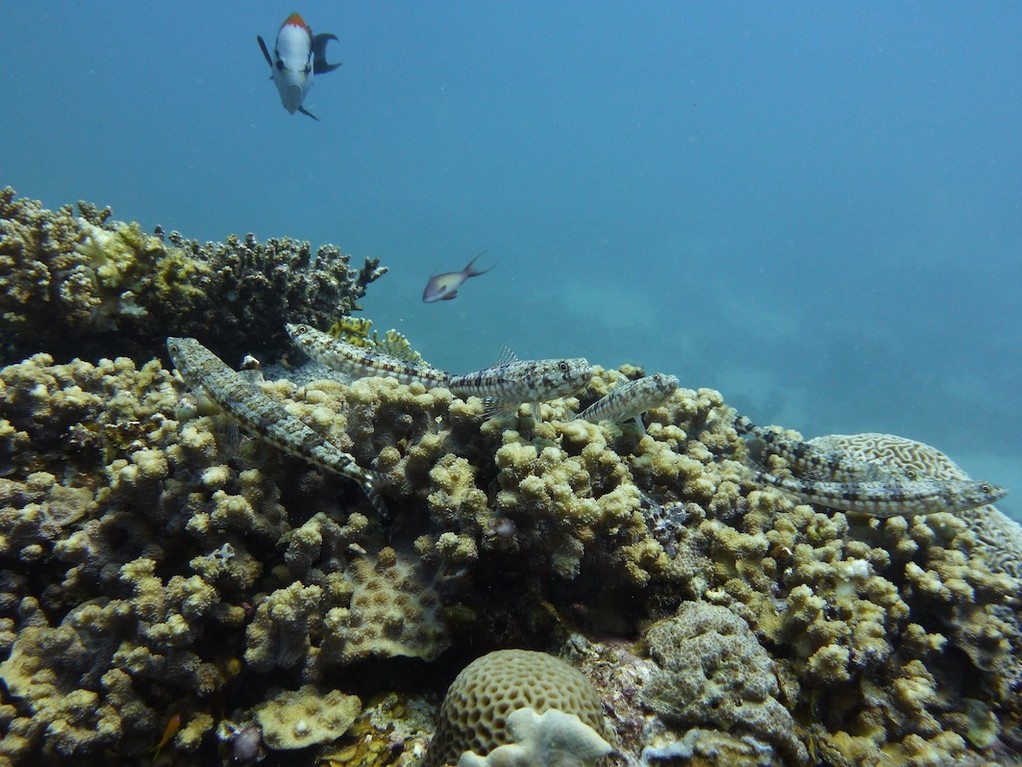 Riff - Eidechsenfisch ( Variegated lizardfish )
