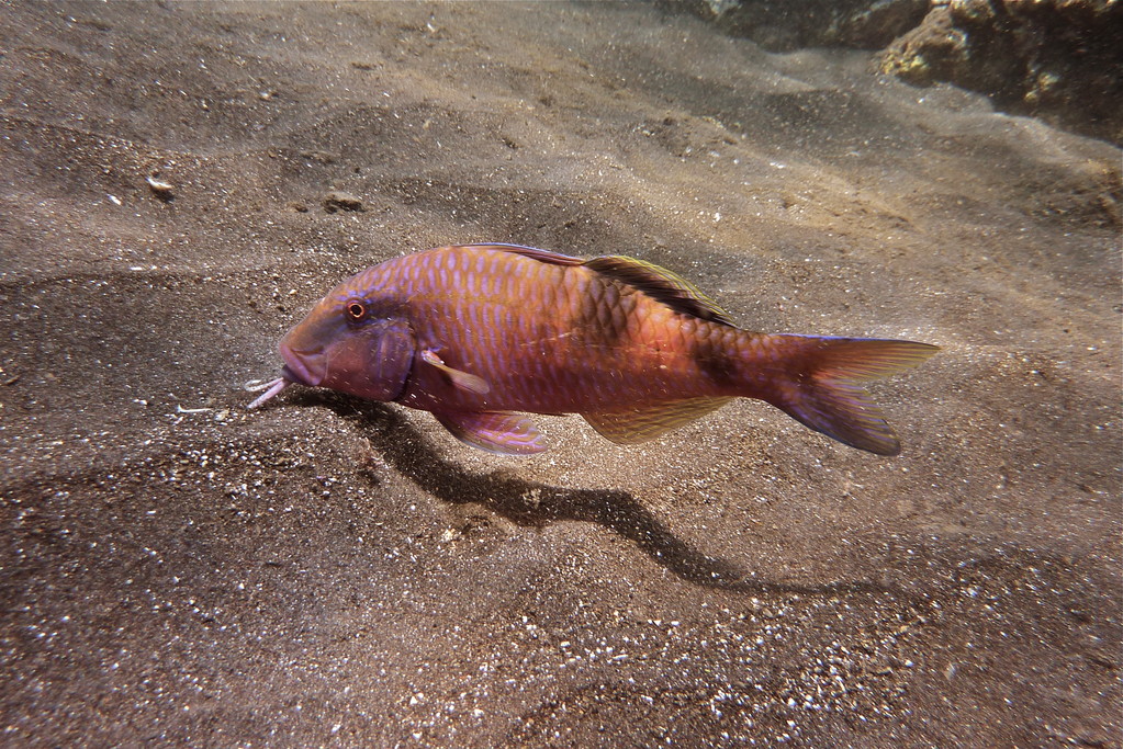 Meerbarbe