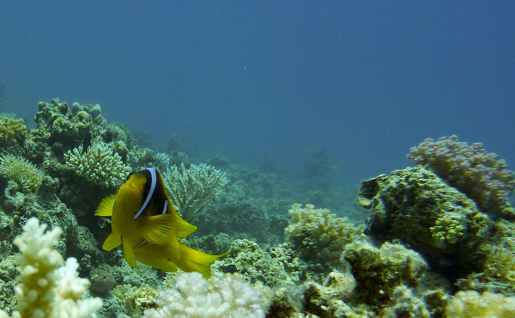 Anemonenfisch