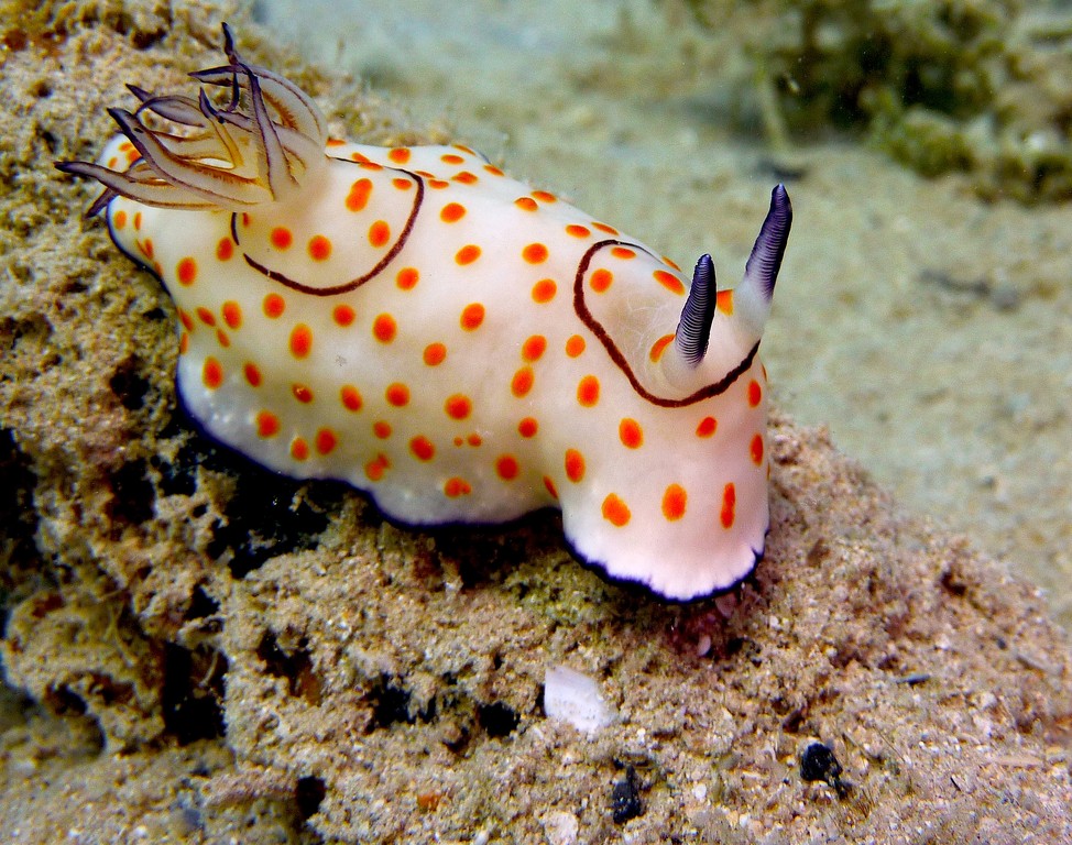 Ring-Chromodoris