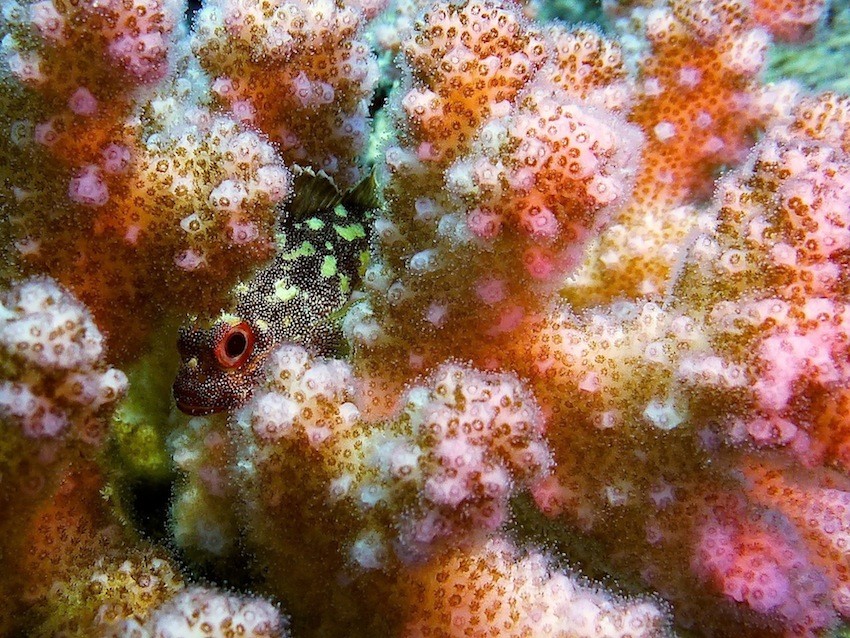 Korallen - Skorpionsfisch ( Coral scorpionfish )