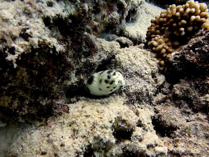 Gepunkteter Schlangenaal ( Banded snake eel )