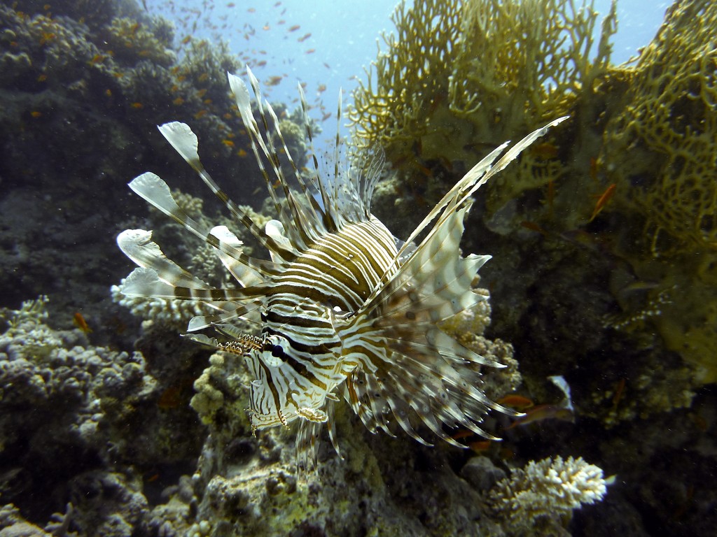Indischer Feuerfisch