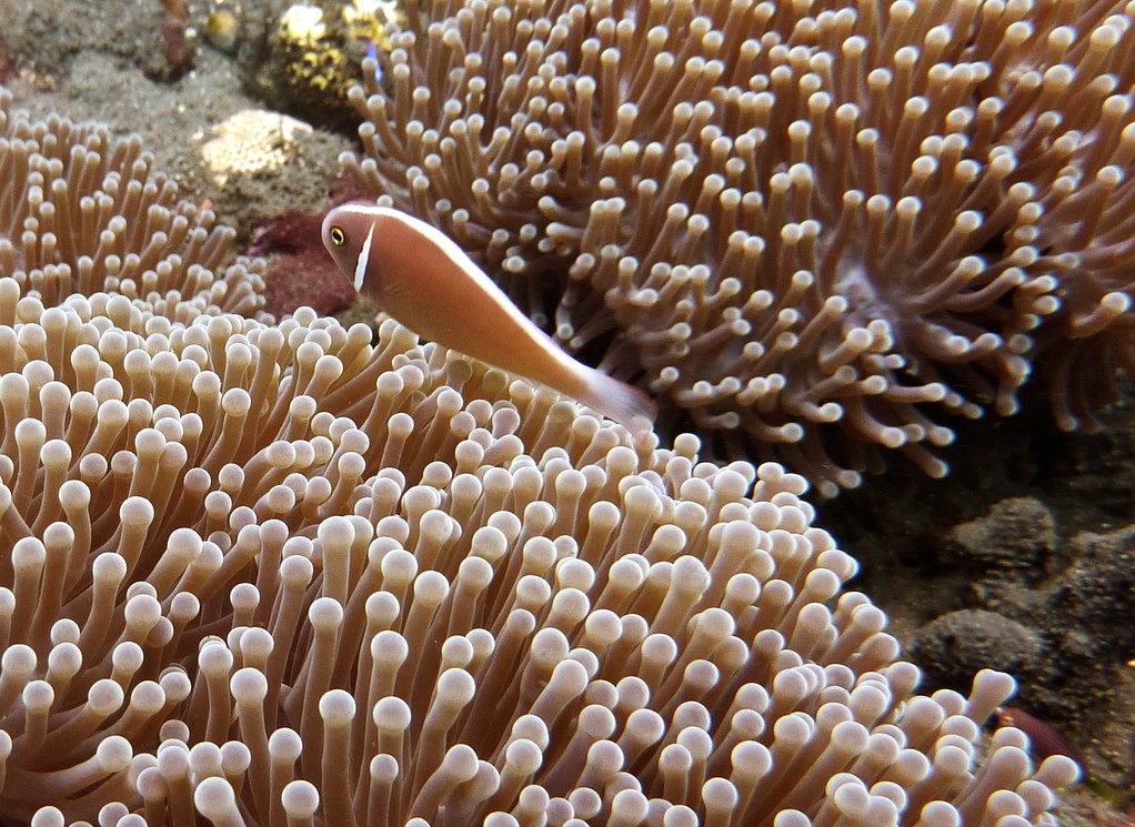 Anemonenfisch