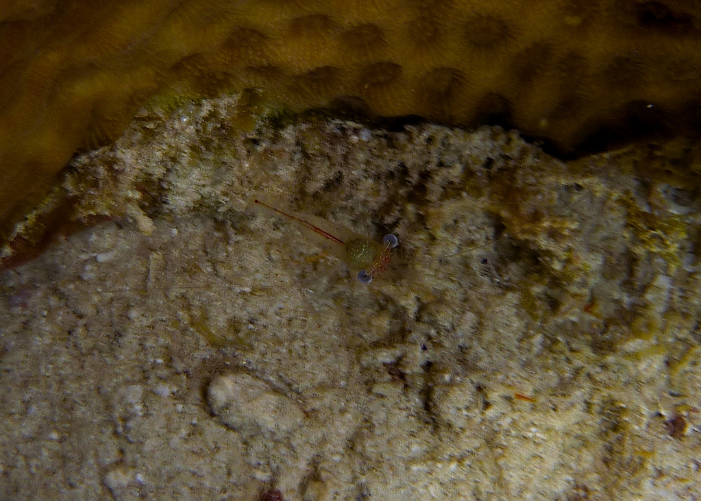 Garnele