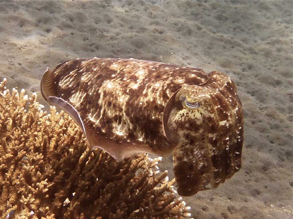 Haubensepia