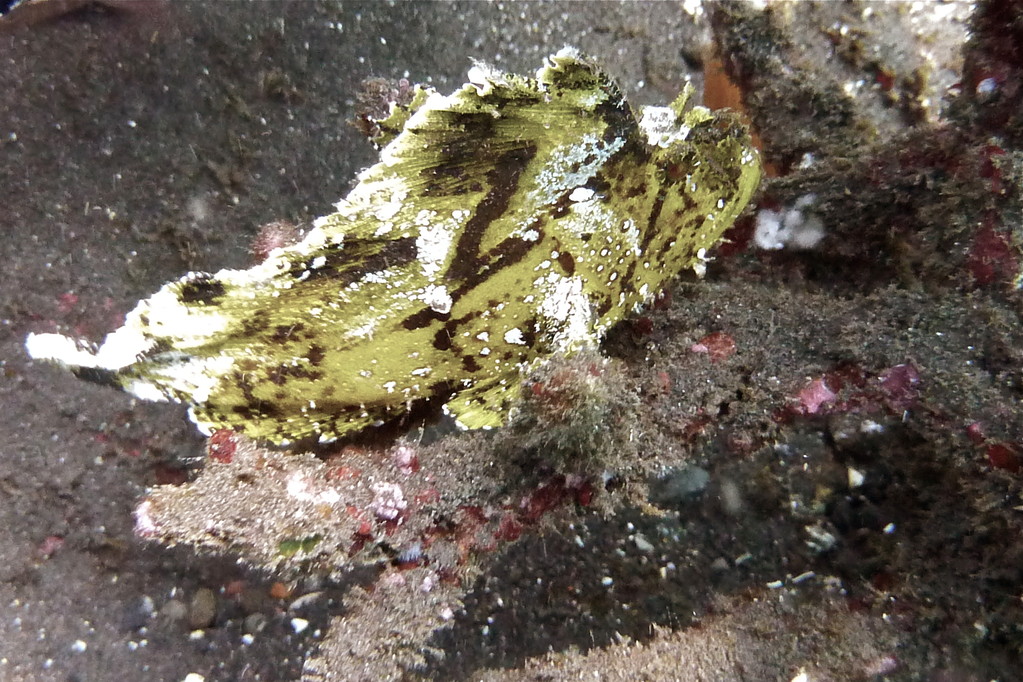 gelber Schaukelfisch