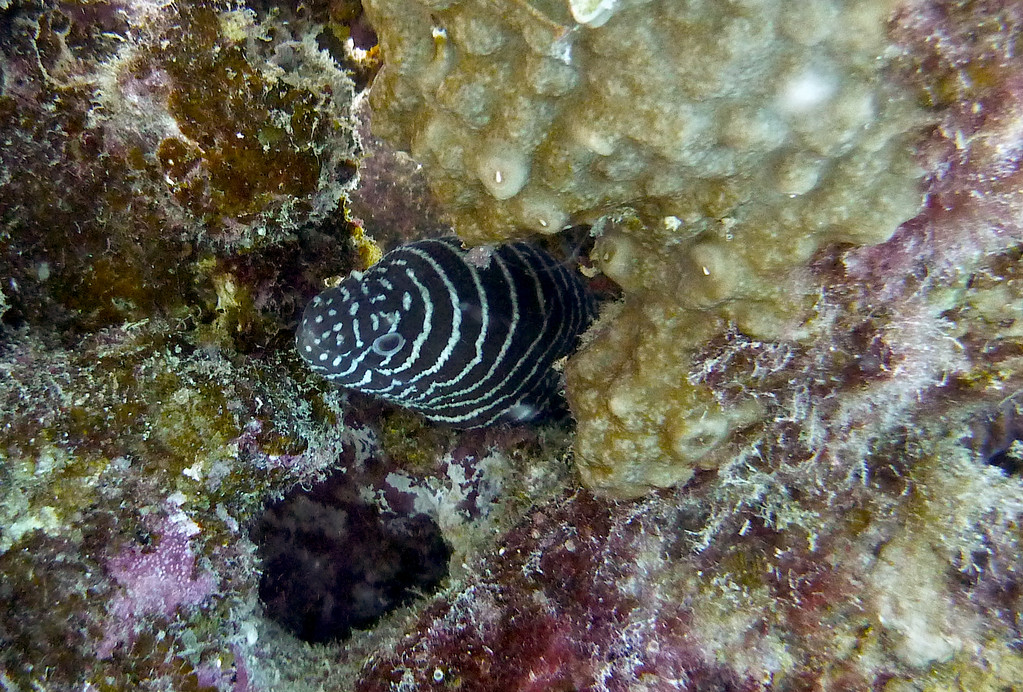 Zebramuräne
