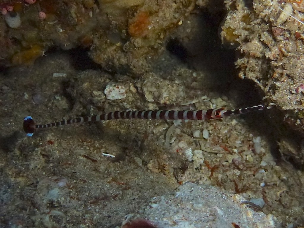 Breitband - Seenadel ( Broad-banded pipefish )