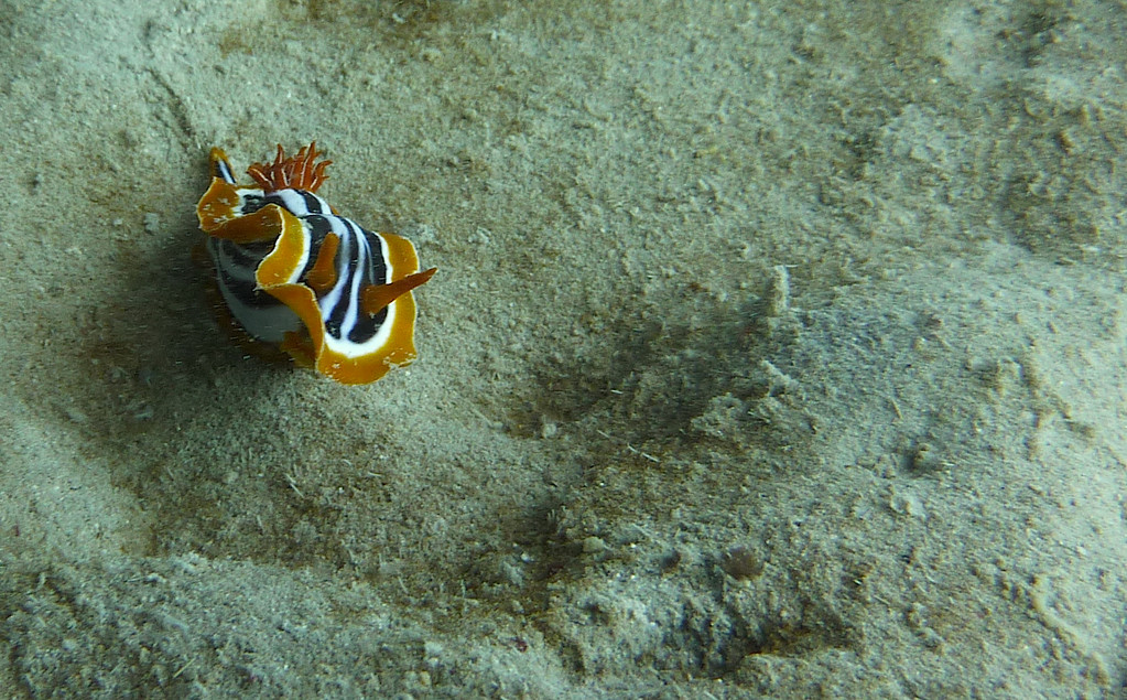 Pyjamanacktschnecke