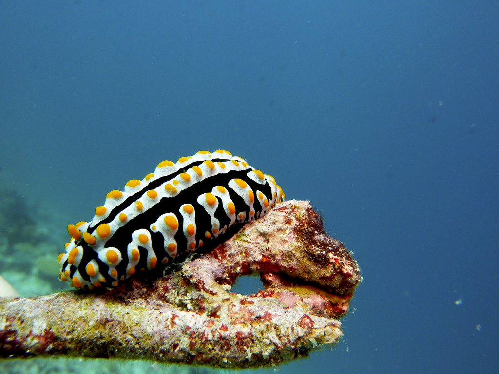 Warzenschnecke