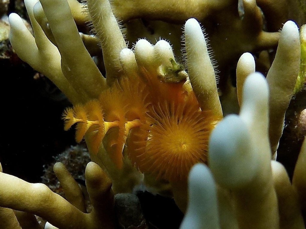 Weihnachtswurm ( Christmas tree worm )