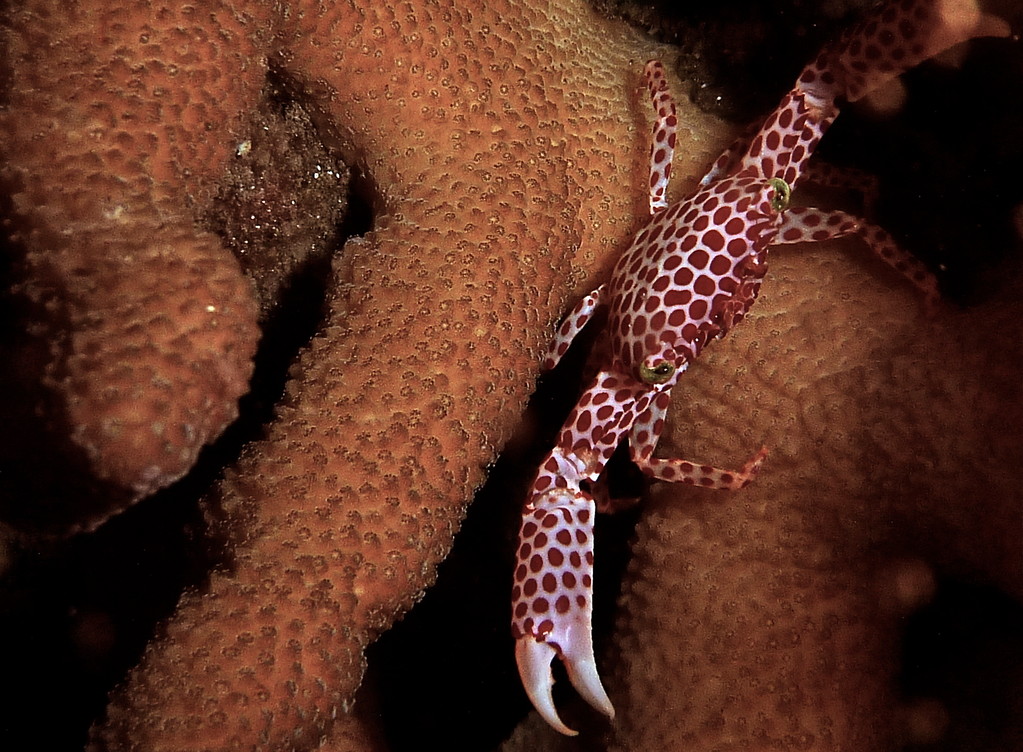 Anemonen Porzelankrebs