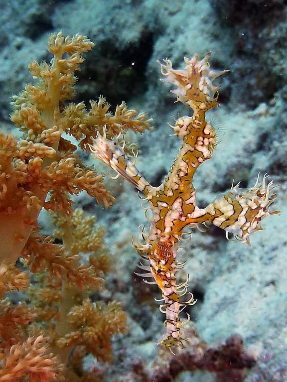 Fetzengeisterfisch ( Ornate ghost pipefish )