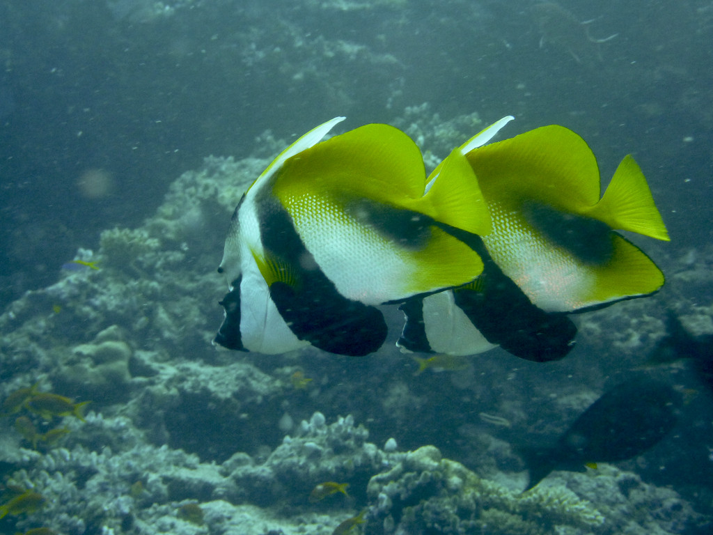 Masken - Wimpelfisch