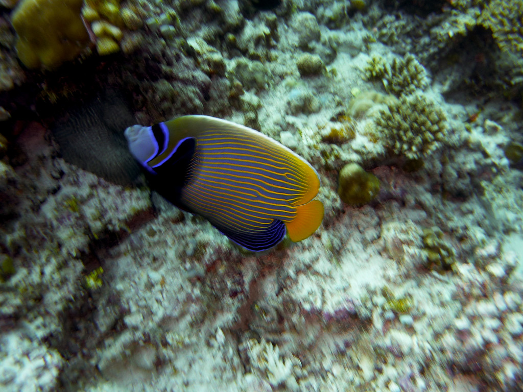 Blaumasken - Kaiserfisch