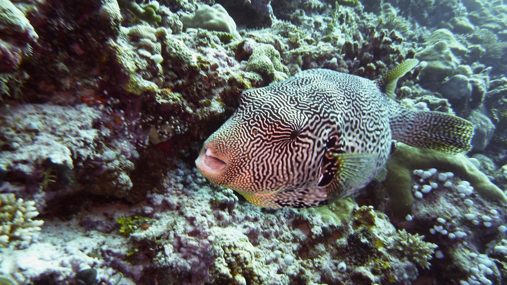 Sternen - Kugelfisch