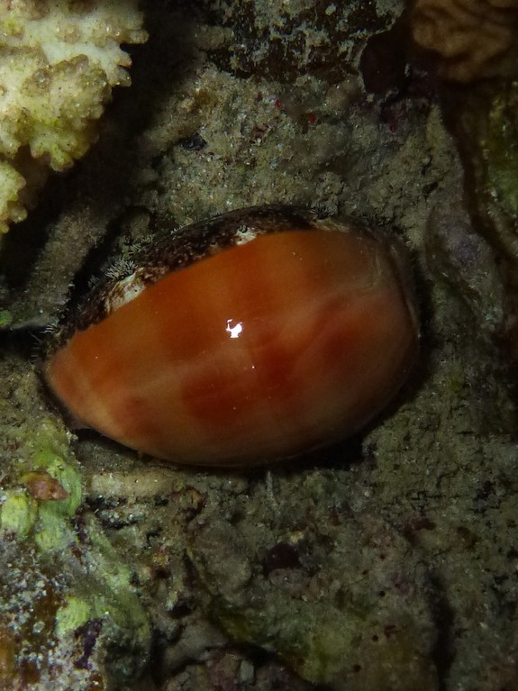 Karneol - Kaurie ( Carnelian cowrie )