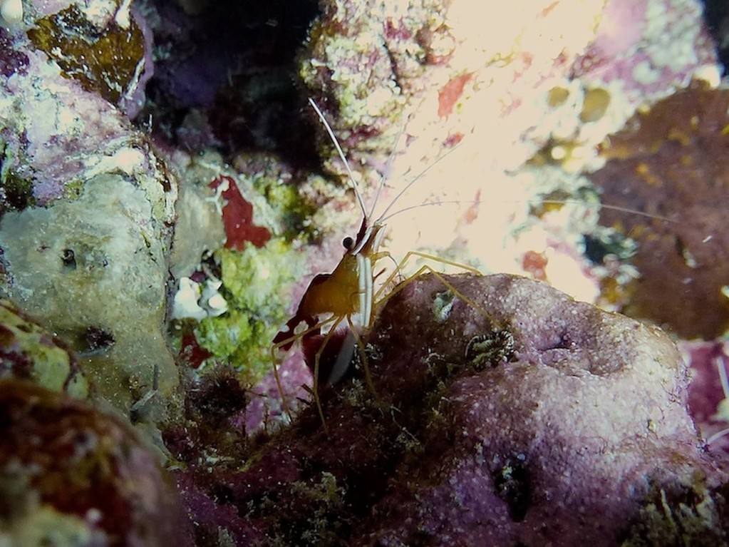 Weißband - Putzergarnele ( White-banded cleaner shrimp )