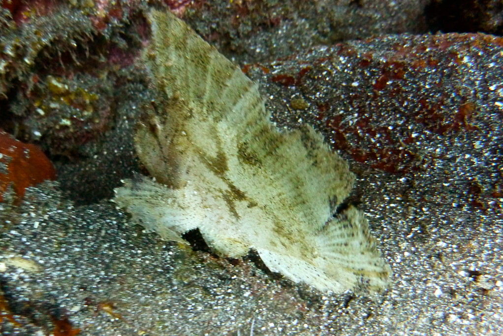 weisser Schaukelfisch
