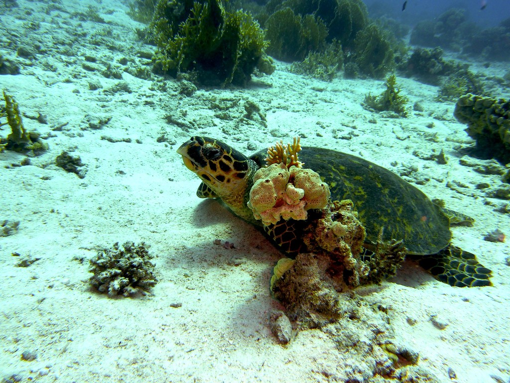 Schildkröte