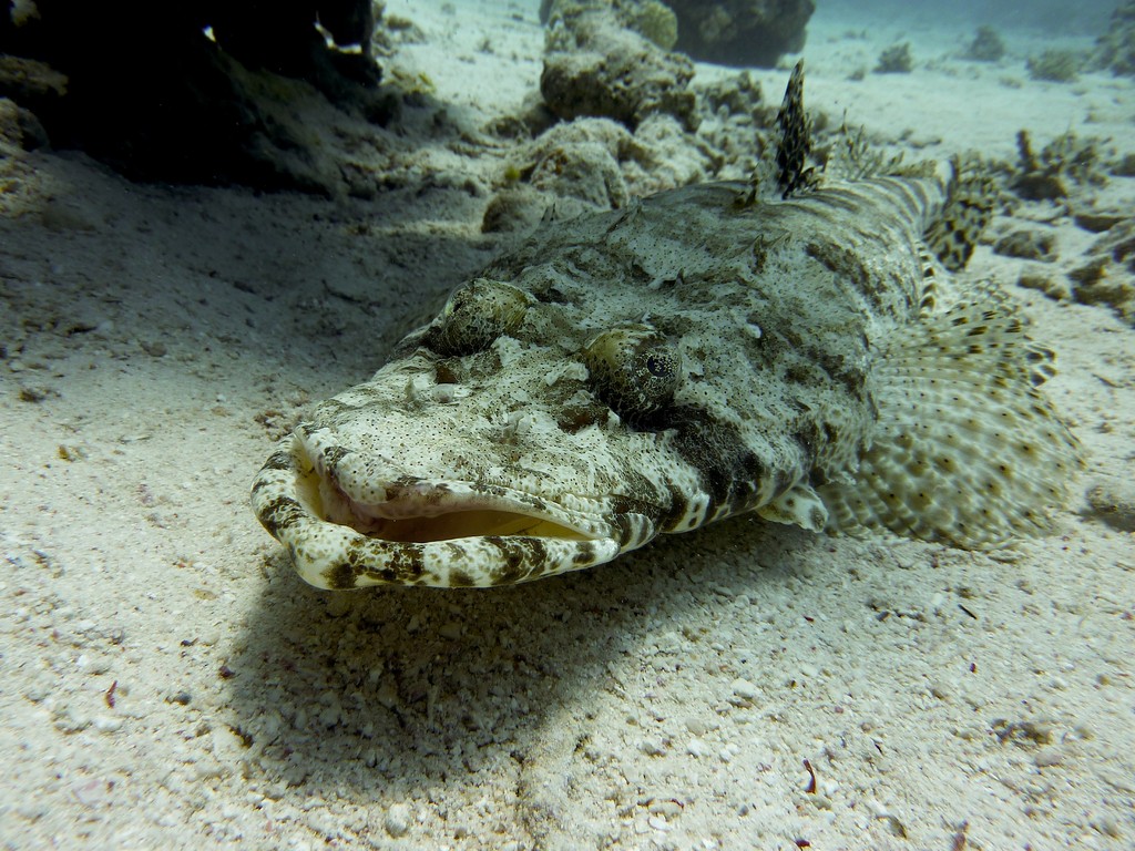 Teppich Krokodilfisch