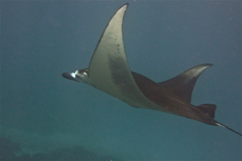 Manta
