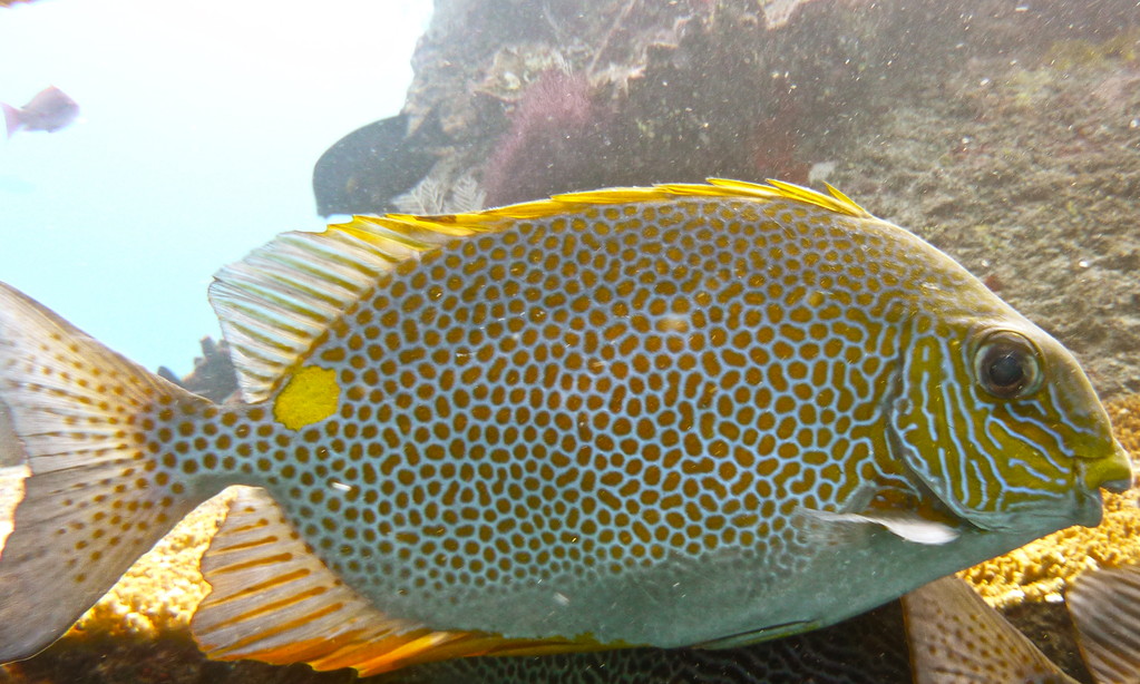 Kaninchenfisch