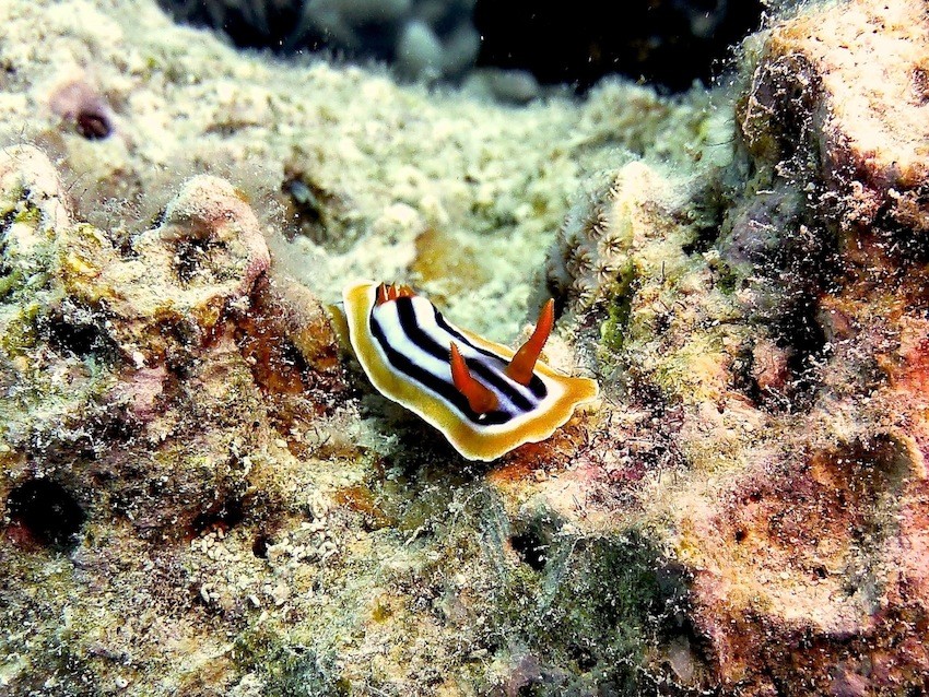 Pyjama - Chromodoris ( Pyjama slug )
