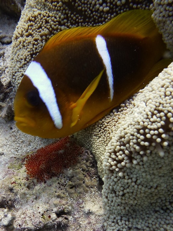 Gelege des Anemonenfisches ( rot links unten )
