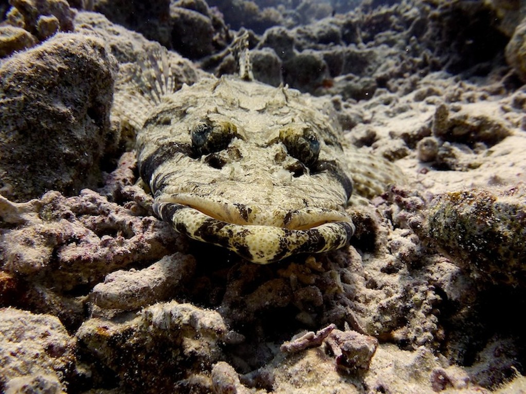 Teppich - Krokodilfisch ( Carpet flathead )