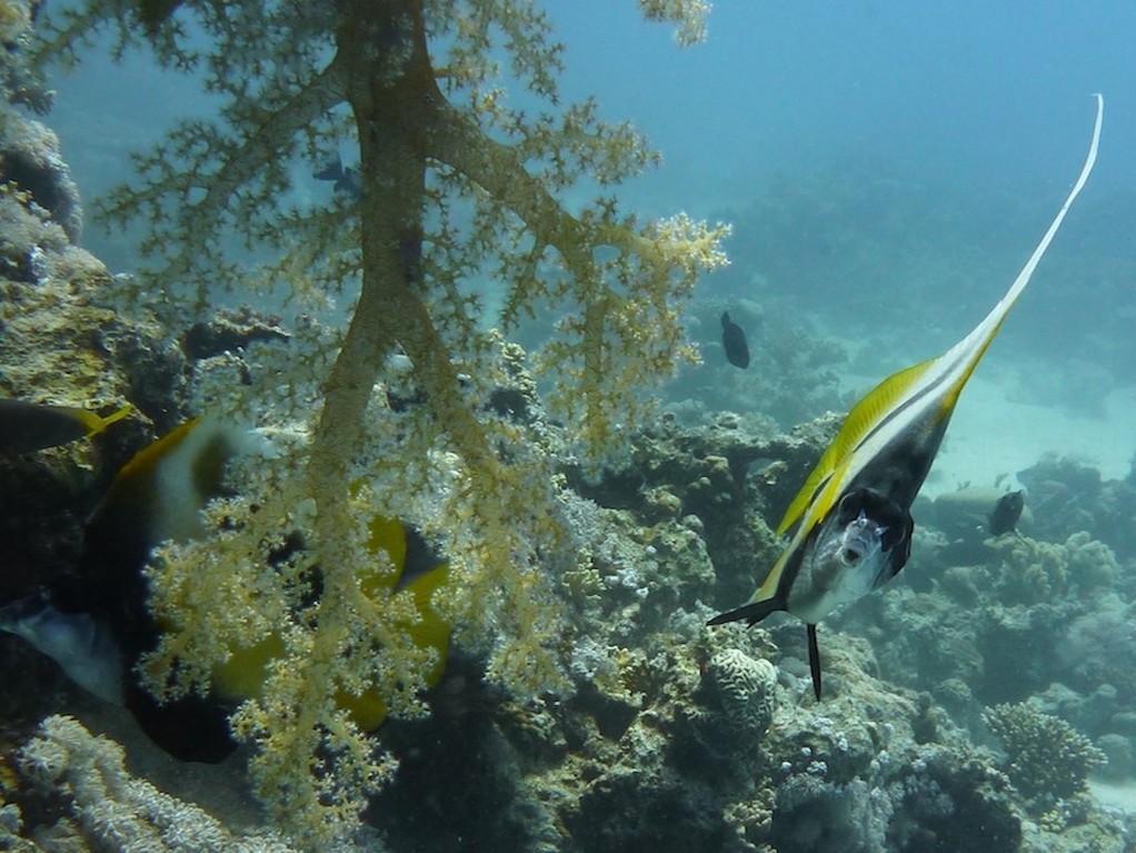 Rotmeer - Wimpelfisch ( Red Sea bannerfish )