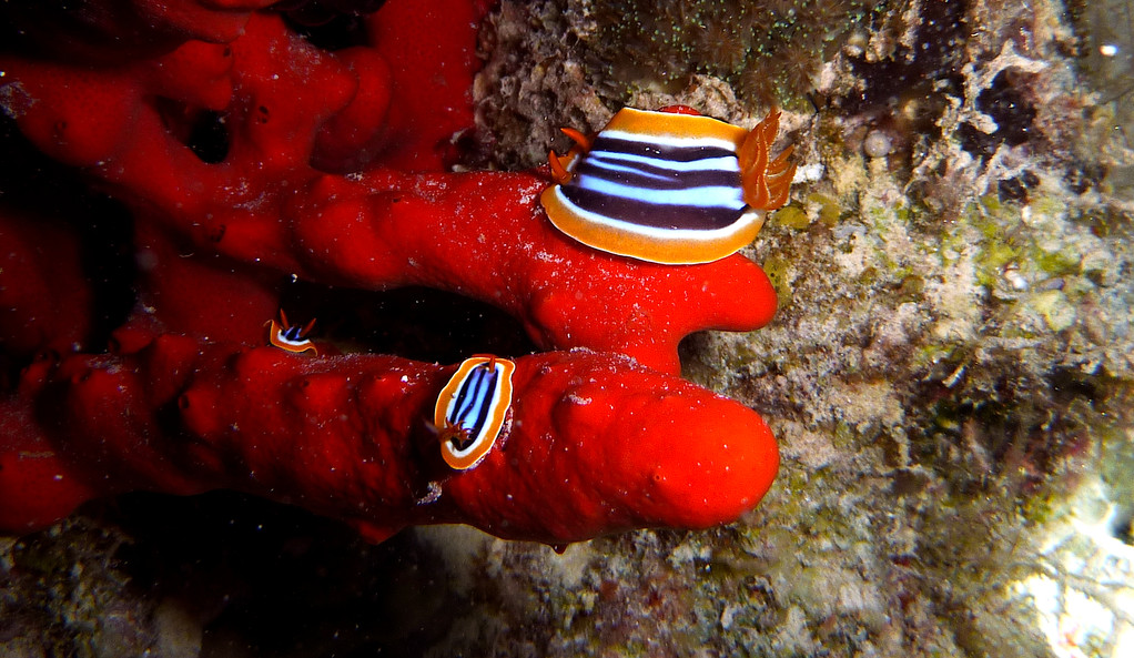 Pyjamanacktschnecke