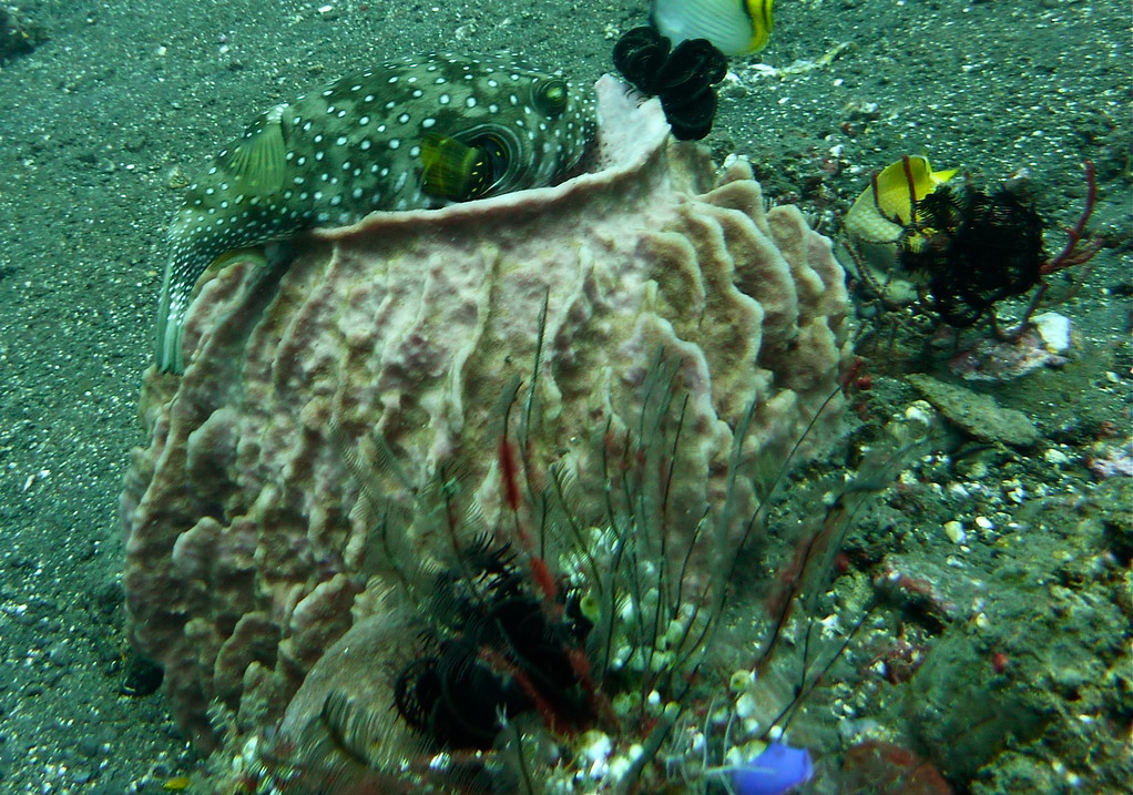 Kugelfisch auf Schwamm