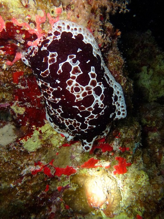 Großer Flankenkiemer ( Large pleurobranchus )