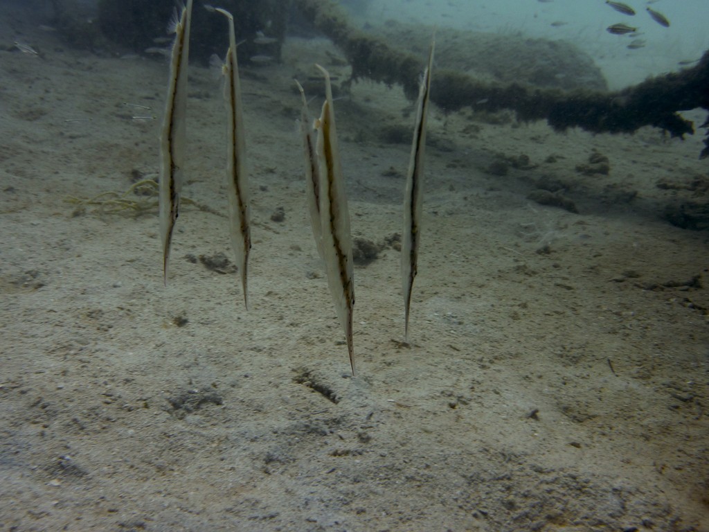 Schnepfenmesserfisch