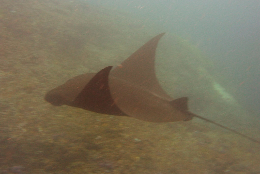Manta