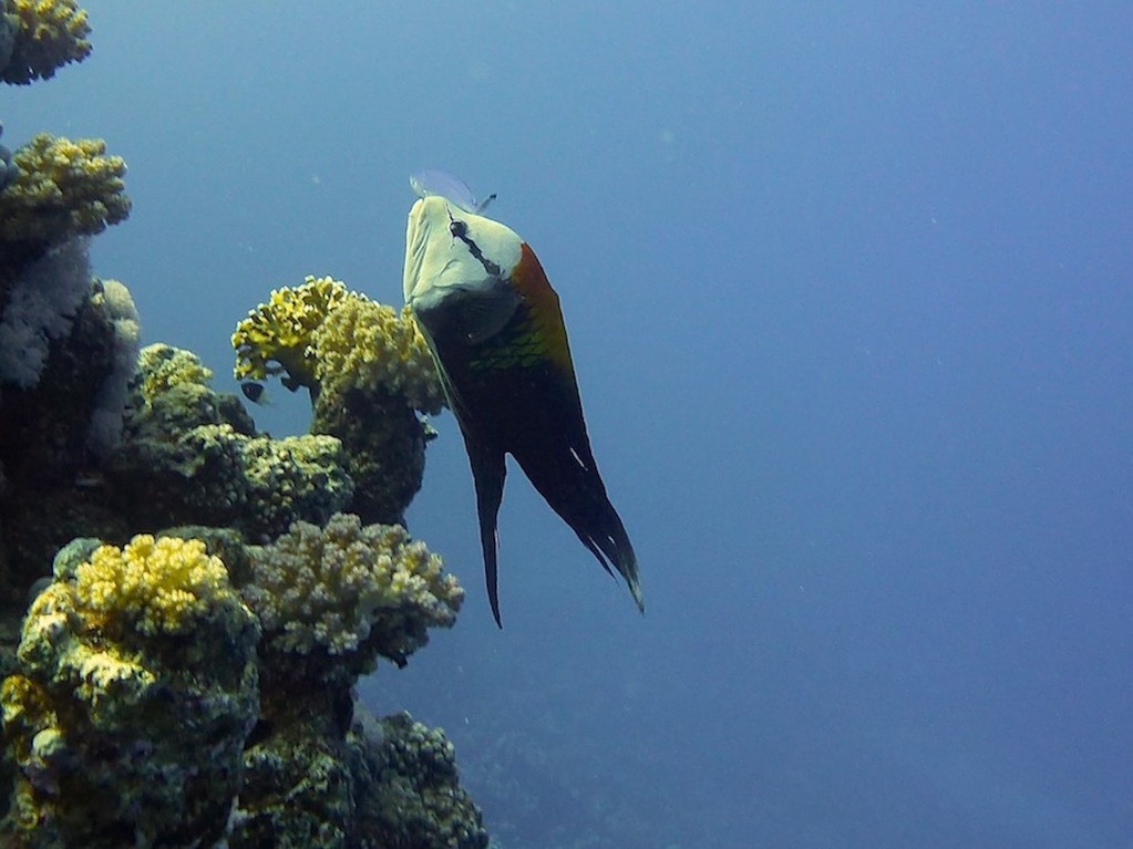 Stülpmaul - Lippfisch ( Sling-jaw wrasse )