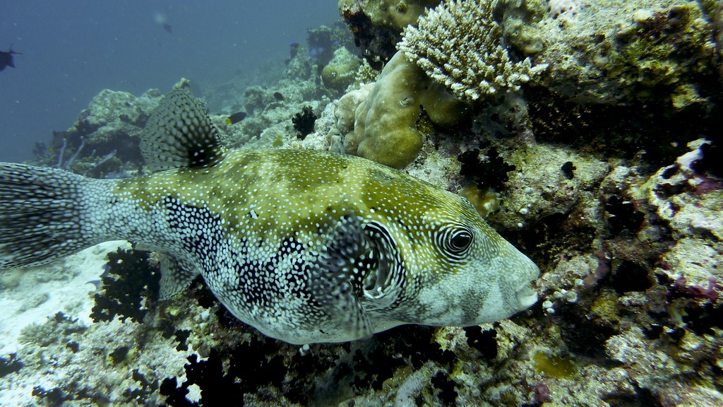 Sternen - Kugelfisch