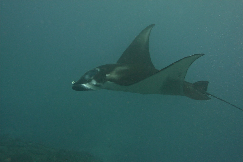 Manta