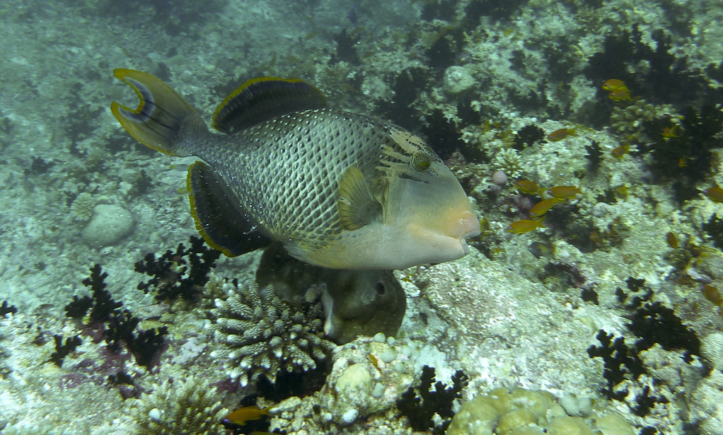 Gelbsaum - Drückerfisch