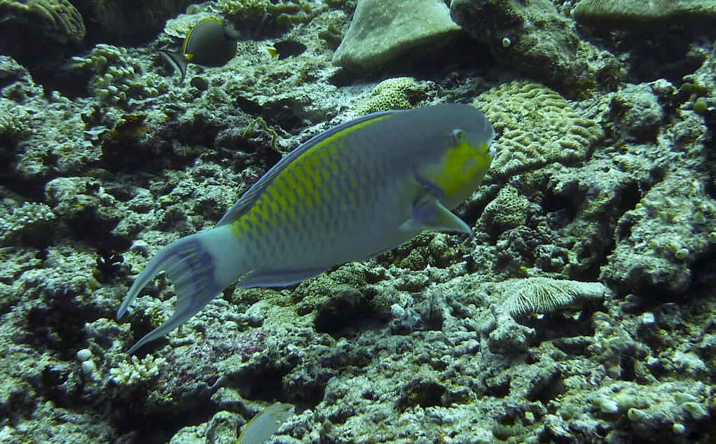 Papageifisch